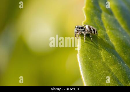 a tiny zebra spider sits in a green plant and waits for prey Stock Photo