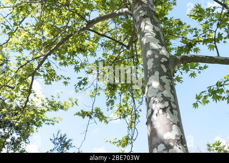 A tall tree with white blotches on its trunk against a blue sky. Stock Photo