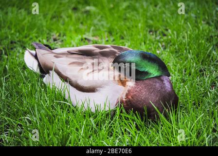 A color image of a wild Mallard duck resting on the grass (Anas platyrhynchos) Stock Photo