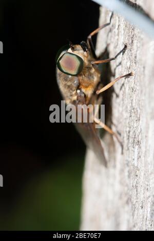 Close-up of a large horse fly, Tabanus sudeticus, France Stock Photo
