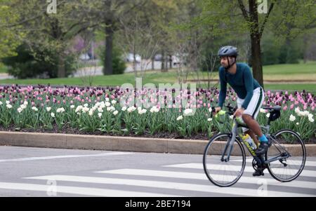 St. Louis, United States. 12th Apr, 2020. A biker rides past colorful pink and purple tulips in full bloom in Forest Park, in St. Louis on Sunday, April 12, 2020. Photo by Bill Greenblatt/UPI Credit: UPI/Alamy Live News Stock Photo
