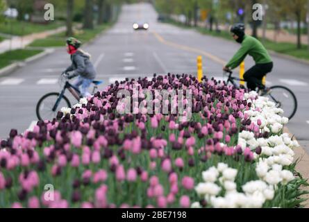 St. Louis, United States. 12th Apr, 2020. Bicycle riders pedal past colorful pink and purple tulips in full bloom in Forest Park, in St. Louis on Sunday, April 12, 2020. Photo by Bill Greenblatt/UPI Credit: UPI/Alamy Live News Stock Photo