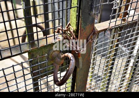 Old rusty steel mesh gate closed and locked with rusty chain and padlock Stock Photo