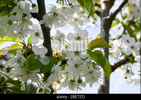 Delicate white cherry blossom in spring. Stock Photo