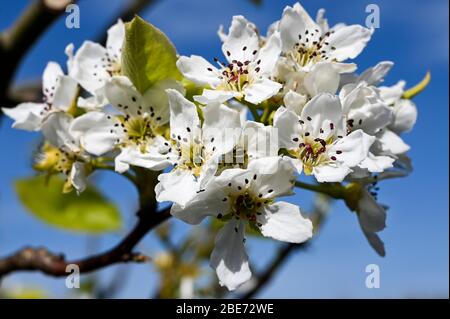 White Chinese pear blossom, pyros pyrifolia, against a blue sky. Stock Photo