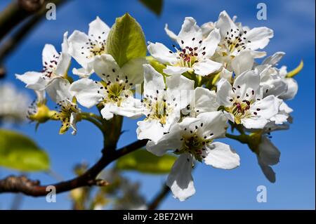 White Chinese pear blossom, pyros pyrifolia, against a blue sky. Stock Photo