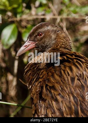 Weka bird (Gallirallus australis) on Ulva Island, New Zealand Stock Photo