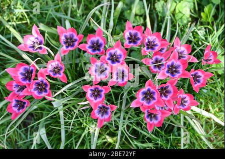 The colourful dwarf species tulip 'Little Beauty', bright fuchsia red with blue centre. Stock Photo
