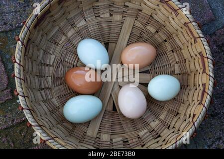 Colorful Fresh Organic Eggs in a Handwoven Basket Stock Photo