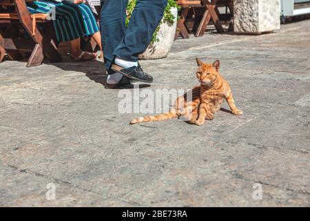 red cat lay down on the sidewalk Stock Photo