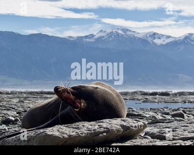 Fear Seal (Arctocephalus forsteri) yawning on the beach with snowy Kaikoura Ranges in the background Stock Photo