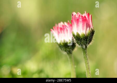 Daisy flower - Bellis Stock Photo