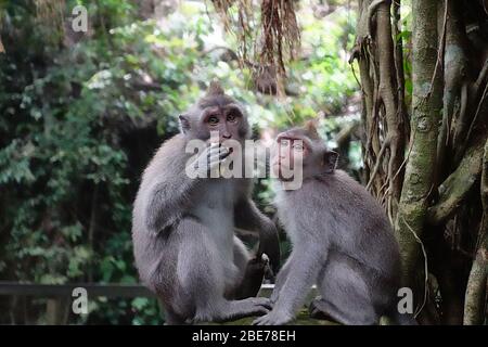 Two monkeys eating a banana surrounded by rainforest in monkey forest of Ubud, Bali Island, Februray 2020 Stock Photo