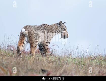 Bobcat with prey at Point Reyes, National Seashore, California, USA Stock Photo