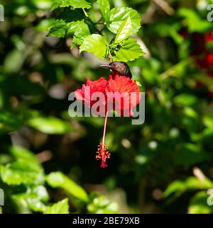 Brown-throated sunbird on a gumamela flower Stock Photo