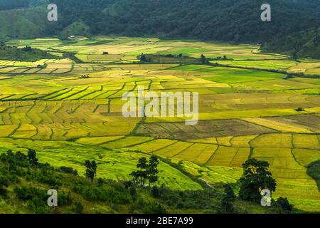 paddy fields in khasi and jaintia Hills of Meghalaya india Stock Photo ...