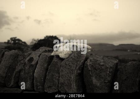 Monochrome sheep skull on a dry stone wall Stock Photo