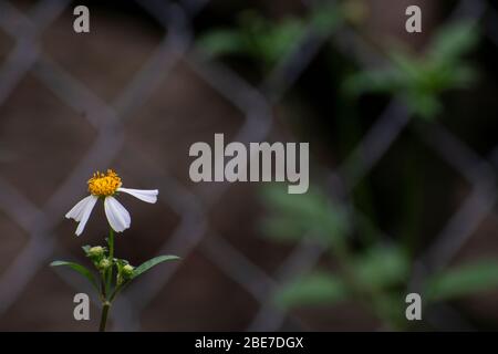 Various Flowers from SE Asia Stock Photo