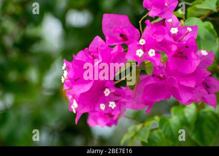 Various Flowers from SE Asia Stock Photo