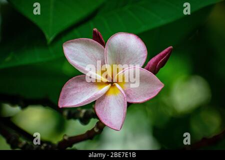 Various Flowers from SE Asia Stock Photo