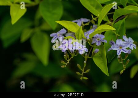 Various Flowers from SE Asia Stock Photo