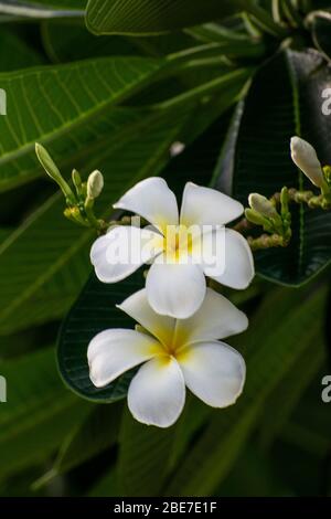 Various Flowers from SE Asia Stock Photo