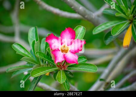 Various Flowers from SE Asia Stock Photo