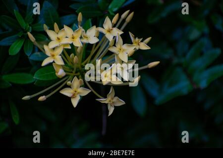 Various Flowers from SE Asia Stock Photo