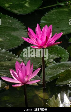 Various Flowers from SE Asia Stock Photo