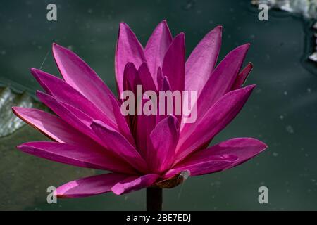 Various Flowers from SE Asia Stock Photo