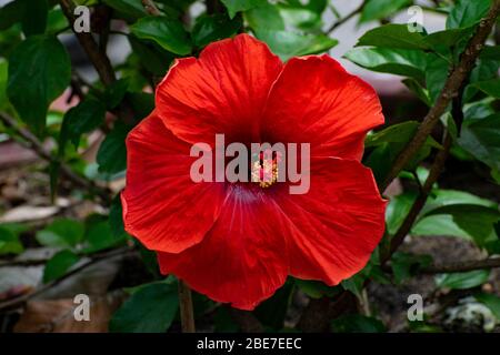 Various Flowers from SE Asia Stock Photo