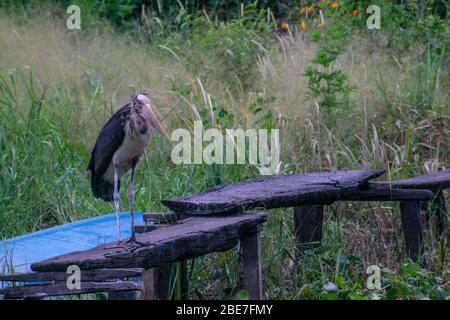 A Marabou Stork In Cat Tien National Park Stock Photo