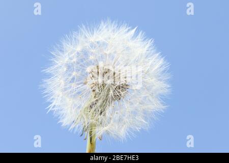 The seed head of a Dandelion, Taraxacum, against a blue sky background. Stock Photo