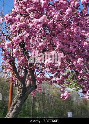 Beautiful Blossoming Trees Stock Photo