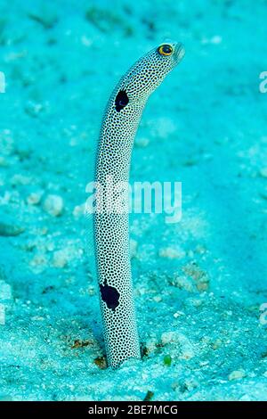Spotted Garden Eel (Heteroconger hassi), Ari Atoll, Maldives islands Stock Photo