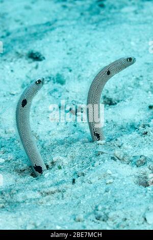 Spotted Garden Eel (Heteroconger hassi), Ari-Atoll, Maldives islands Stock Photo