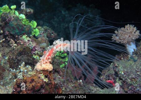 Tuberculate Night Anemone (Alicia sansibarensis), sea anemone with extremely long tentacles, Camiguin, Philippines Stock Photo