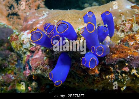 Blue Sea Squirt (Clavelina coerulea), Moalboal, Cebu, Visayas, Philippines Stock Photo