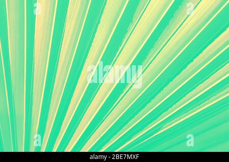 Abstract striped natural background. Details of green mint palm leaf. Tropical minimal concept. Stock Photo