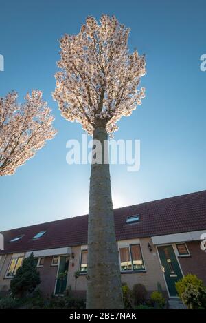 Dramatic wide angle view of flowering Japanese cherry tree (Prunus serrulata) Stock Photo