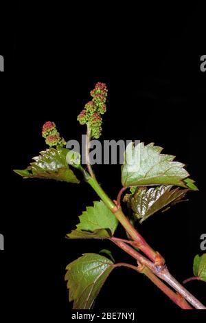 Grape's bunch in bud close-up Stock Photo