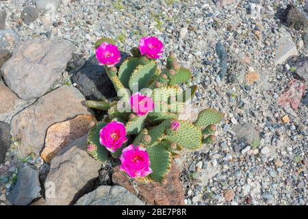 Beautiful deep purple flowers blooming wild desert cactus Stock Photo