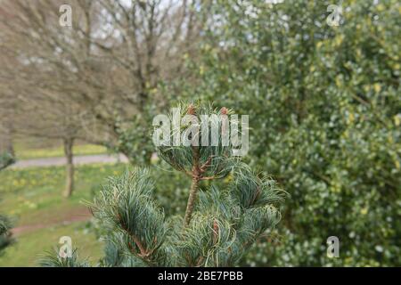 Spring Foliage and Brown Cones of a Dwarf Japanese White Pine Tree (Pinus parviflora 'Bonnie Bergman') Growing in a garden in Rural Devon, England, UK Stock Photo