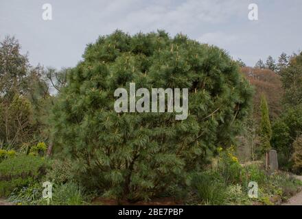 New Spring Growth on a Japanese White Pine Tree (Pinus parviflora 'Saphir') in a Woodland Garden in Rural Devon, England, UK Stock Photo
