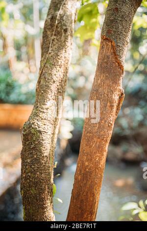 Goa, India. Two Tree Trunks With Ragged Bark Is Cinnamomum Zeylanicum. Stock Photo