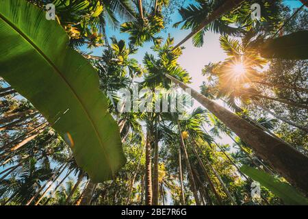 Goa, India. Big Green Leaves Of Banana Grass On Background Tall Palm Tree And Blue Sky In Summer Sunny Day. Bottom View. Wide Angle. Stock Photo