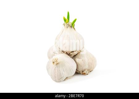 bunch of old garlic bulbs, with sprouted garlic on top isolated on a white background Stock Photo