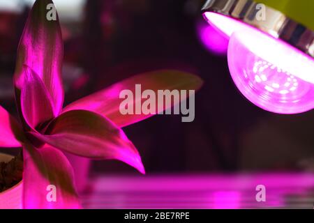 LED lamp for growing plants for agriculture, Phytolamps. Home plants on the windowsill under the fito lamp. Stock Photo