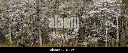 blooming shadbush or amelanchier in dutch early spring forest in the netherlands Stock Photo