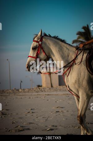 white horse with a red halter walking on the beach at the time of sunset Stock Photo